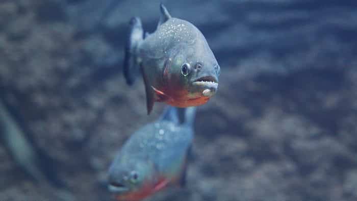  Anda pasti pernah mendengar ikan piranha bukan yang biasa hidup di perairan tawar di Sung IKAN PIRANHA : Cara Merawat, Pakan, Harga Jual (Lengkap)