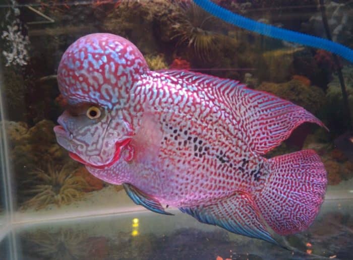  atau ikan flowerhorn merupakan salah satu jenis ikan hias yang sangat khas karena memilik IKAN LOUHAN : Cara Merawat, Budidaya, Pakan, Harga Jual (Lengkap)