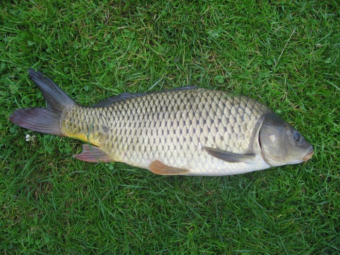  Ikan merupakan hewan yang tinggal di perairan IKAN MAS : Cara Merawat, Pakan, Harga Jual (Lengkap)