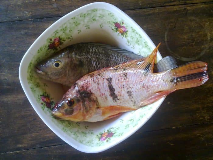  merupakan salah satu jenis ikan yang banyak dikonsumsi oleh masyarakat Indonesia IKAN NILA : Cara Merawat, Budidaya, Pakan, Harga Jual (Lengkap)