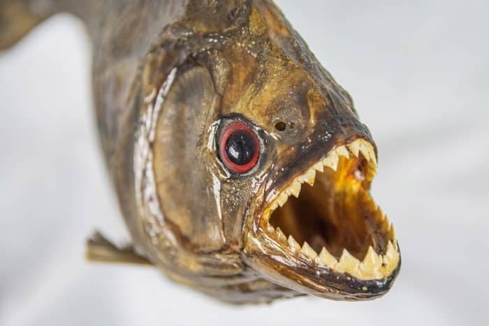  Anda pasti pernah mendengar ikan piranha bukan yang biasa hidup di perairan tawar di Sung IKAN PIRANHA : Cara Merawat, Pakan, Harga Jual (Lengkap)