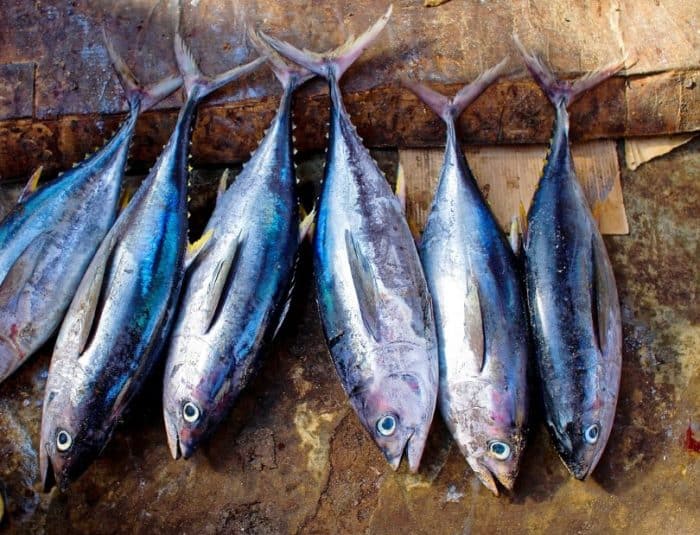  Banyak yang beranggapan bahwa ikan tongkol dengan ikan tuna adalah sama IKAN TONGKOL : Cara Merawat, Budidaya, Pakan, Harga Jual (Lengkap)