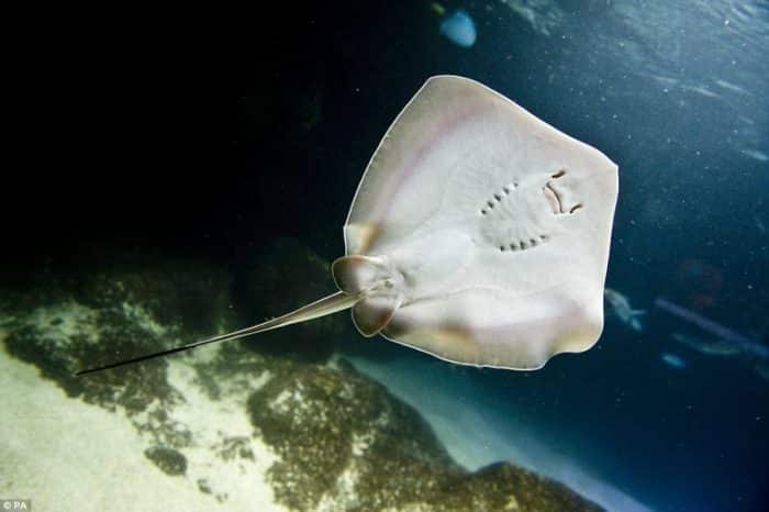  Ikan pari adalah ikan laut dengan jumlah spesies yang banyak dan mencapai  IKAN PARI : Cara Merawat, Budidaya, Pakan, Harga Jual (Lengkap)