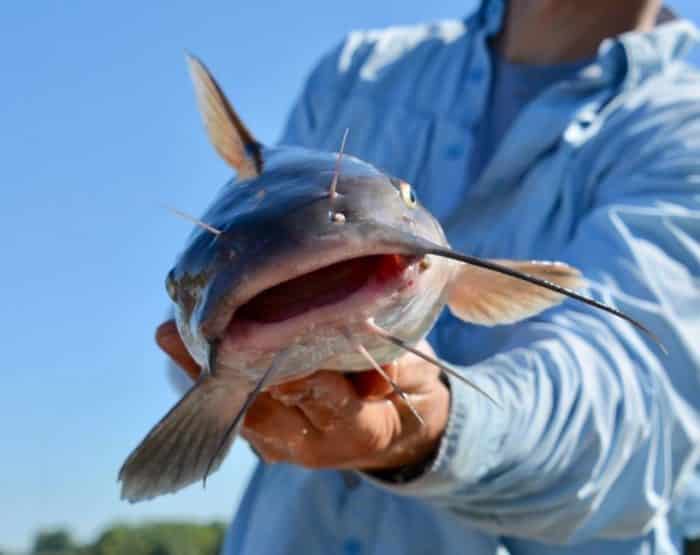  Ikan lele merupakan salah satu jenis ikan yang hidup di air tawar IKAN LELE : Cara Merawat, Budidaya, Pakan, Harga Jual (Lengkap)