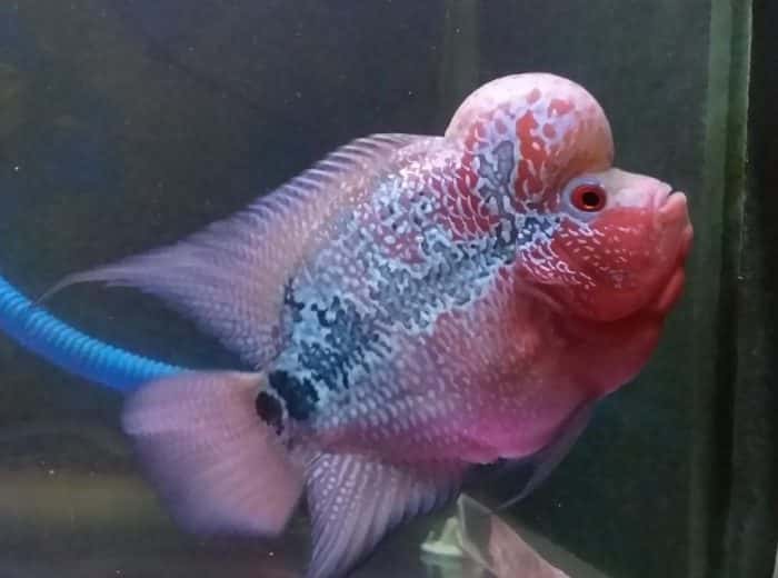  atau ikan flowerhorn merupakan salah satu jenis ikan hias yang sangat khas karena memilik IKAN LOUHAN : Cara Merawat, Budidaya, Pakan, Harga Jual (Lengkap)