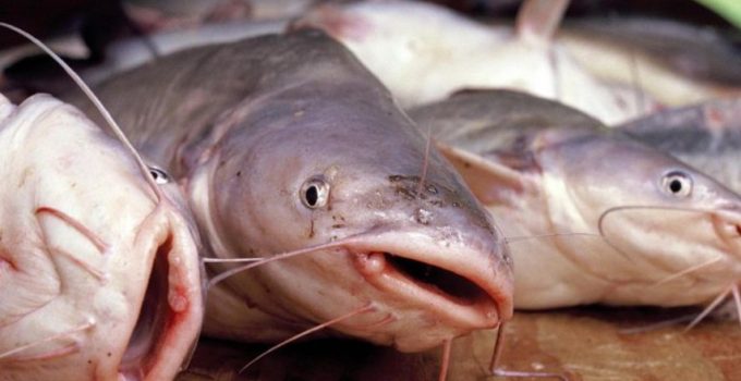 Ikan Lele Cara Merawat Budidaya Pakan Harga Jual Lengkap