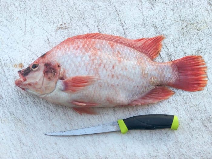 Berapa Lamakah Ikan Tilapia Merah  Boleh Bertahan