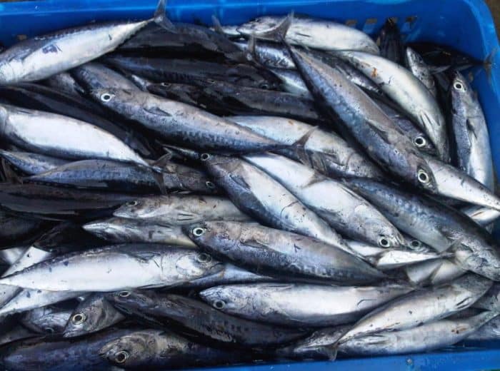  Banyak yang beranggapan bahwa ikan tongkol dengan ikan tuna adalah sama IKAN TONGKOL : Cara Merawat, Budidaya, Pakan, Harga Jual (Lengkap)