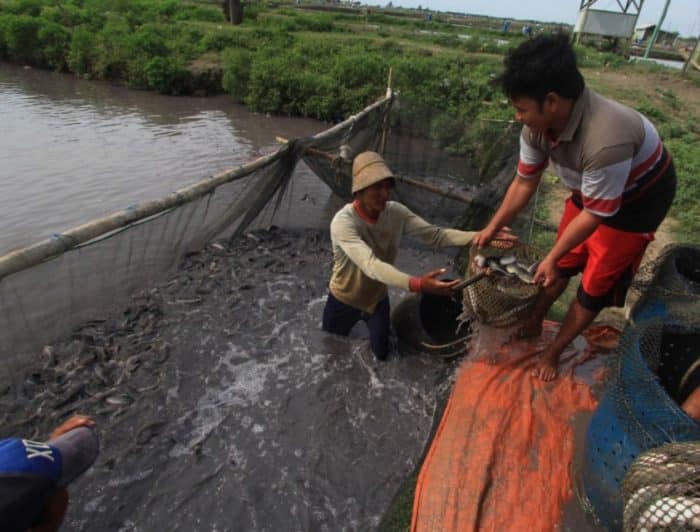  Ikan lele merupakan salah satu jenis ikan yang hidup di air tawar IKAN LELE : Cara Merawat, Budidaya, Pakan, Harga Jual (Lengkap)