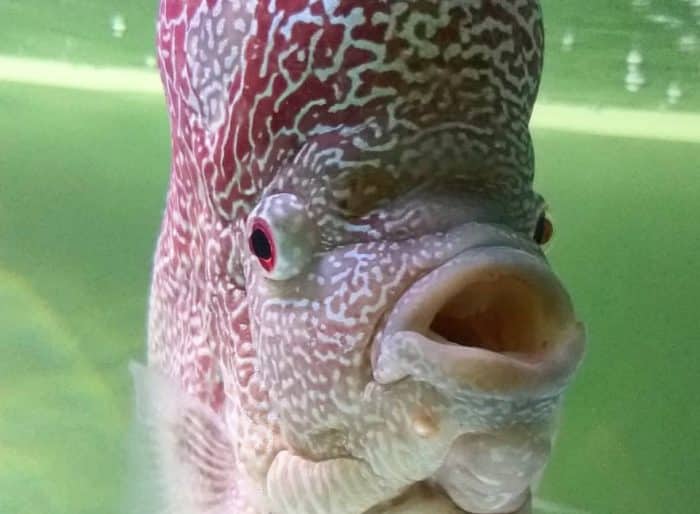  atau ikan flowerhorn merupakan salah satu jenis ikan hias yang sangat khas karena memilik IKAN LOUHAN : Cara Merawat, Budidaya, Pakan, Harga Jual (Lengkap)