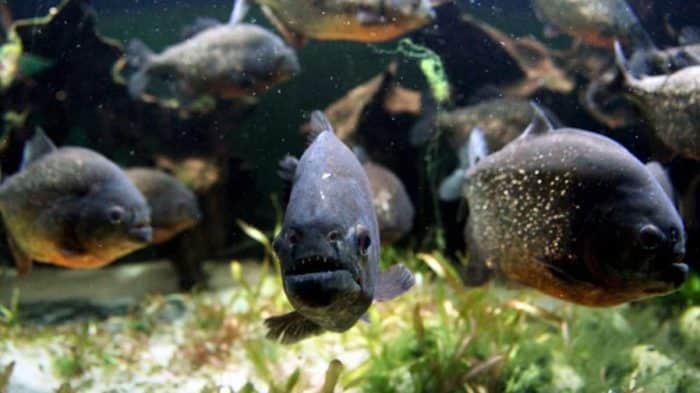  Anda pasti pernah mendengar ikan piranha bukan yang biasa hidup di perairan tawar di Sung IKAN PIRANHA : Cara Merawat, Pakan, Harga Jual (Lengkap)