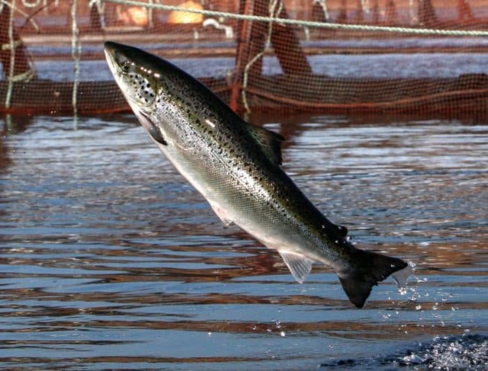  Untuk mendapatkan gizi yang baik sudah bisa dengan mudah anda dapatkan dari mana saja IKAN SALMON : Cara Merawat, Budidaya, Pakan, Harga Jual (Lengkap)