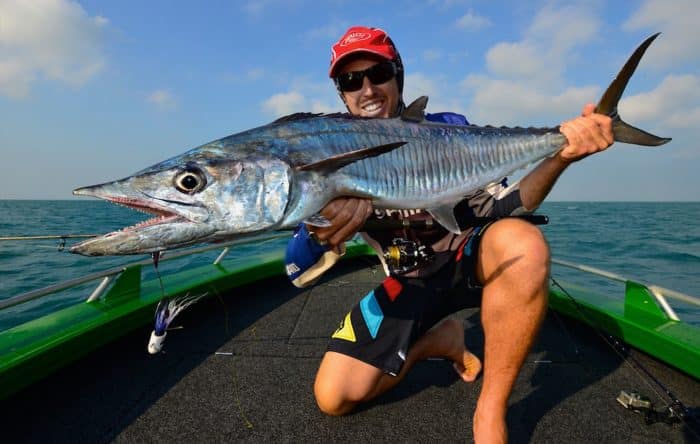  memiliki bau dan rasa yang khas sehingga banyak disukai IKAN TENGGIRI : Cara Merawat, Pakan, Harga Jual (Lengkap)