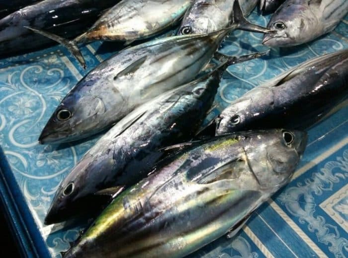  Banyak yang beranggapan bahwa ikan tongkol dengan ikan tuna adalah sama IKAN TONGKOL : Cara Merawat, Budidaya, Pakan, Harga Jual (Lengkap)