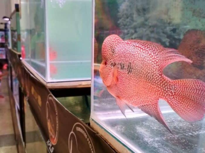  atau ikan flowerhorn merupakan salah satu jenis ikan hias yang sangat khas karena memilik IKAN LOUHAN : Cara Merawat, Budidaya, Pakan, Harga Jual (Lengkap)