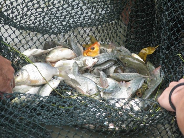  merupakan salah satu jenis ikan yang banyak dikonsumsi oleh masyarakat Indonesia IKAN NILA : Cara Merawat, Budidaya, Pakan, Harga Jual (Lengkap)