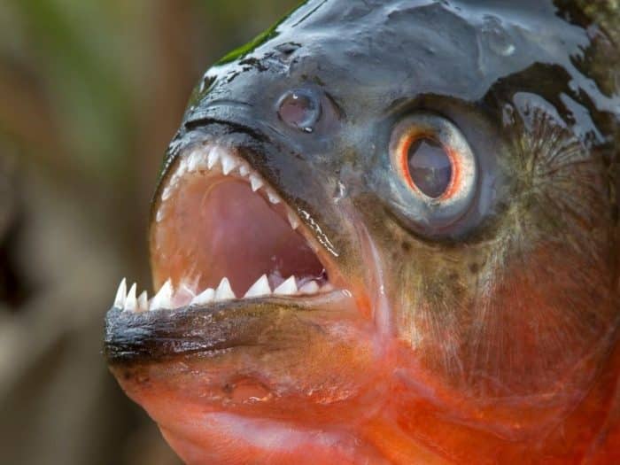  Anda pasti pernah mendengar ikan piranha bukan yang biasa hidup di perairan tawar di Sung IKAN PIRANHA : Cara Merawat, Pakan, Harga Jual (Lengkap)