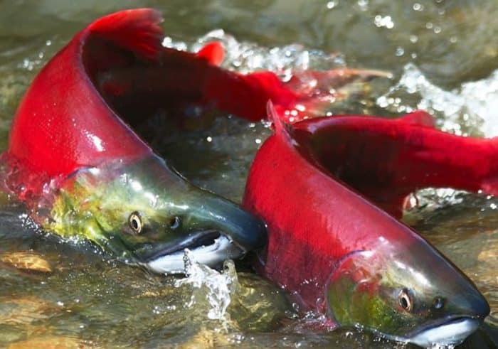  Untuk mendapatkan gizi yang baik sudah bisa dengan mudah anda dapatkan dari mana saja IKAN SALMON : Cara Merawat, Budidaya, Pakan, Harga Jual (Lengkap)