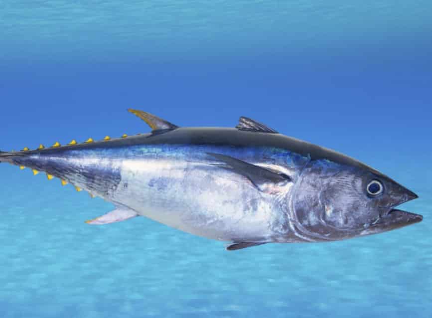 Variasi Jenis Ikan Tuna Thegorbalsla