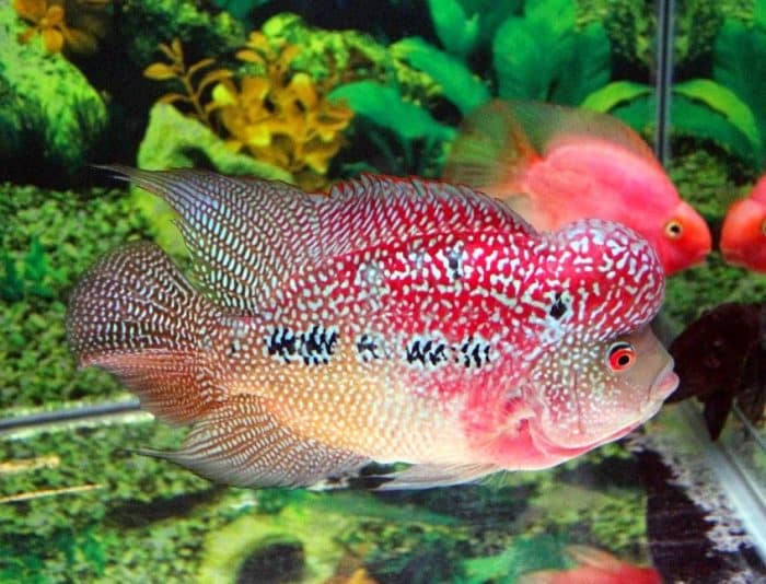  atau ikan flowerhorn merupakan salah satu jenis ikan hias yang sangat khas karena memilik IKAN LOUHAN : Cara Merawat, Budidaya, Pakan, Harga Jual (Lengkap)