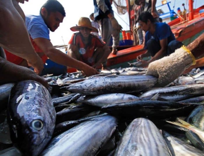 Ikan Tongkol Cara Merawat Budidaya Pakan Harga Jual