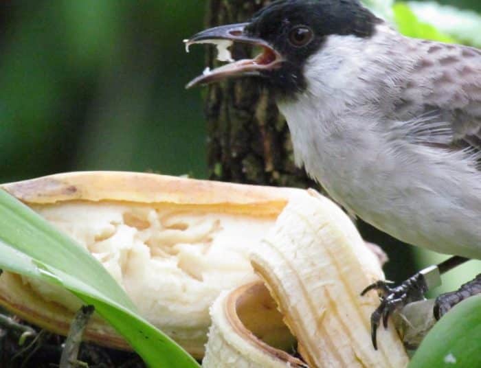  adalah salah satu jenis burung yang paling digemari oleh para pecinta unggas BURUNG KUTILANG : Cara Merawat, Pakan, Harga Jual (Lengkap)