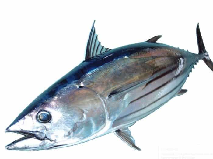  Banyak yang beranggapan bahwa ikan tongkol dengan ikan tuna adalah sama IKAN TONGKOL : Cara Merawat, Budidaya, Pakan, Harga Jual (Lengkap)