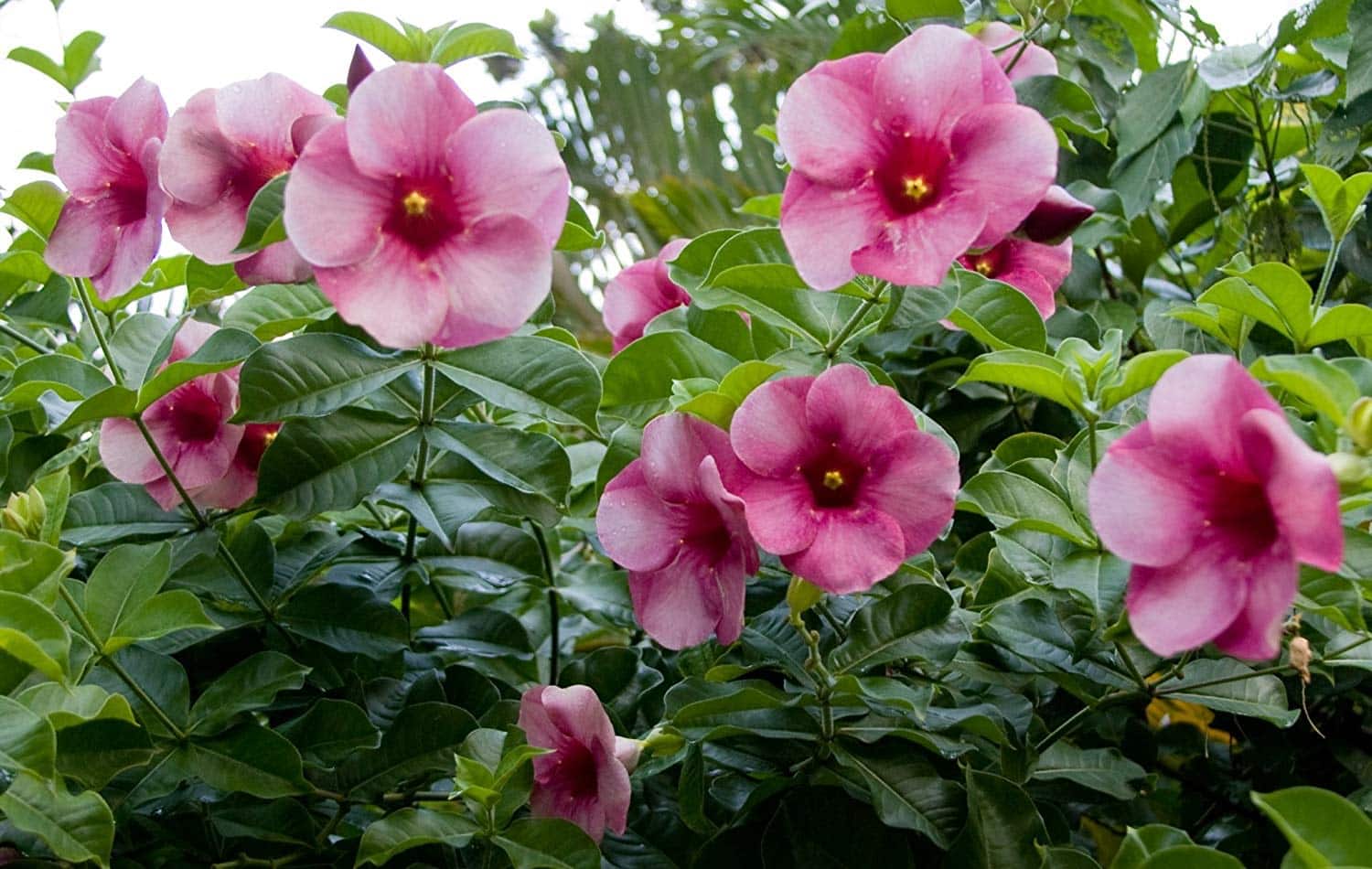 Alamanda Ungu Thegorbalsla