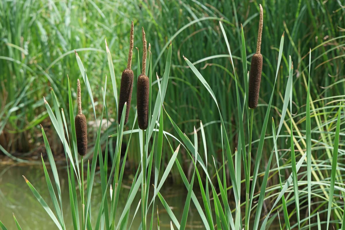 Cat Tail atau Ekor Kucing (Typha Latifolia) - Thegorbalsla