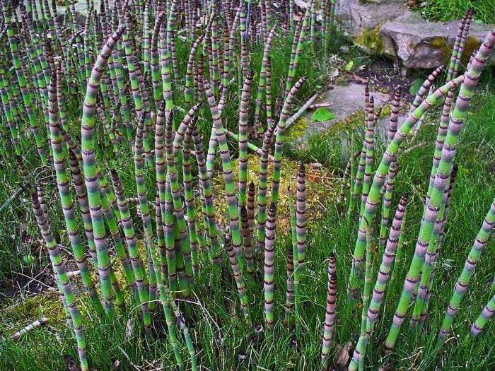 Equisetum hyemale (Bambu Air)