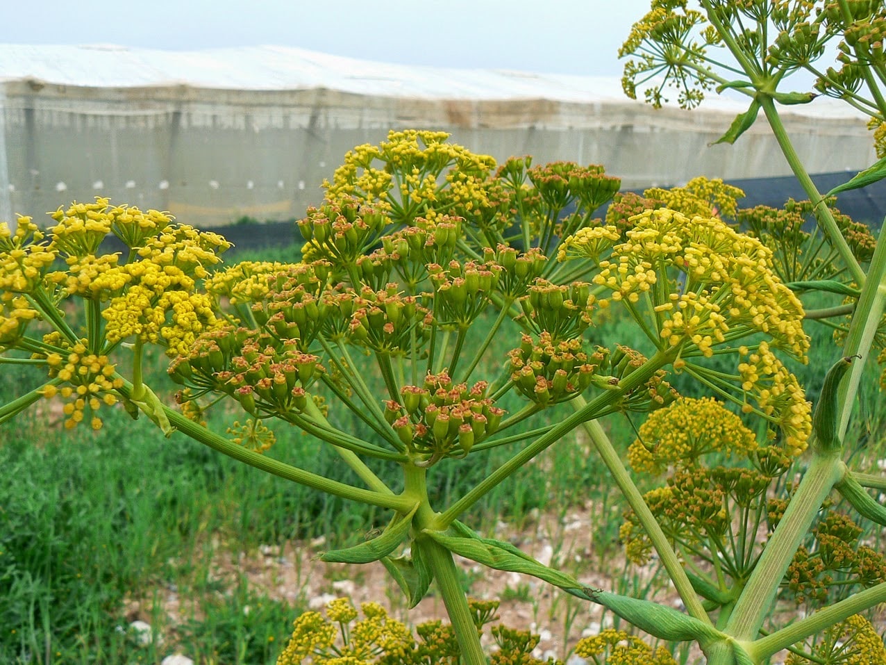Tanaman Asafetida Thegorbalsla