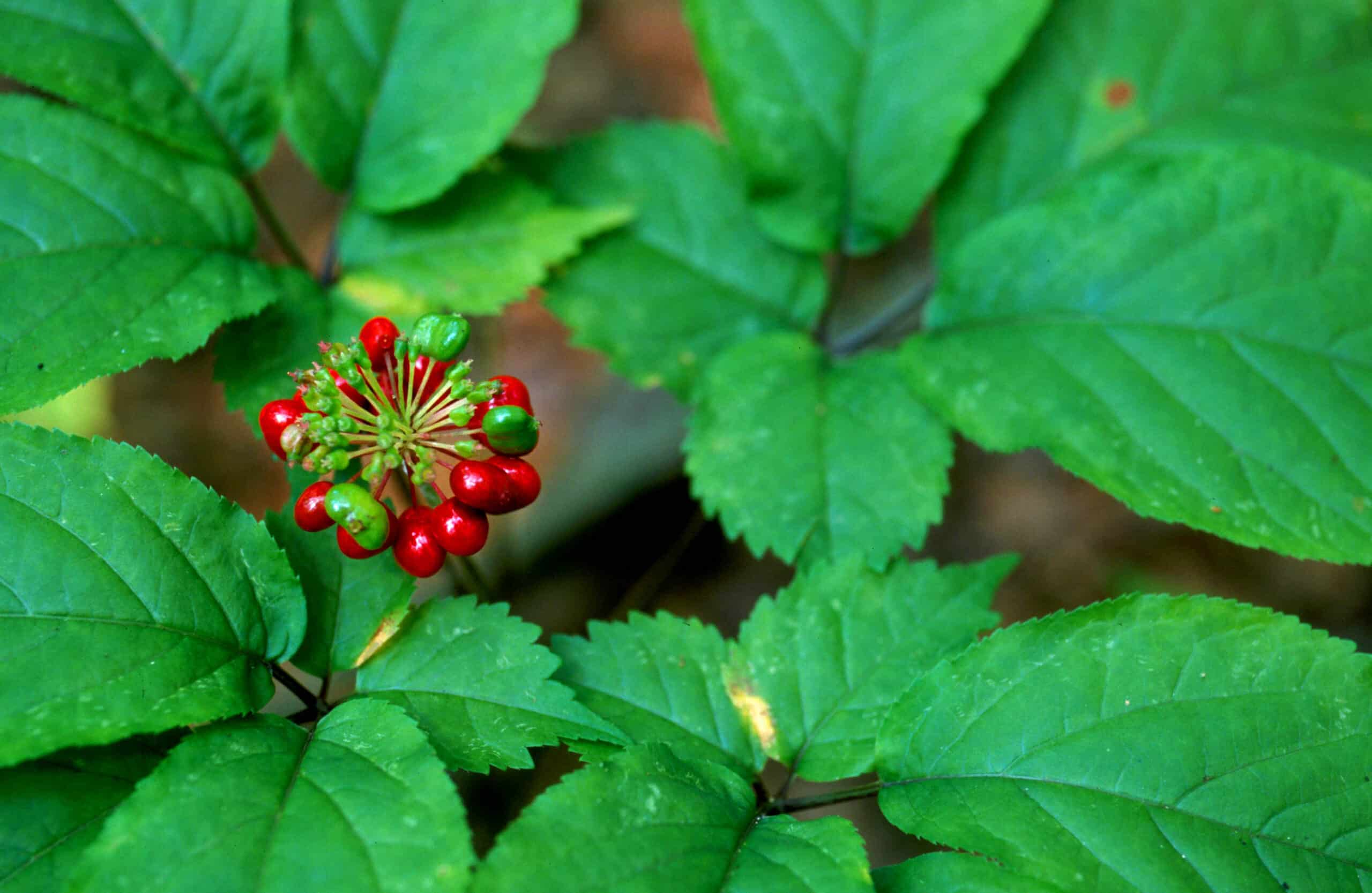 Tanaman Ginseng - Thegorbalsla