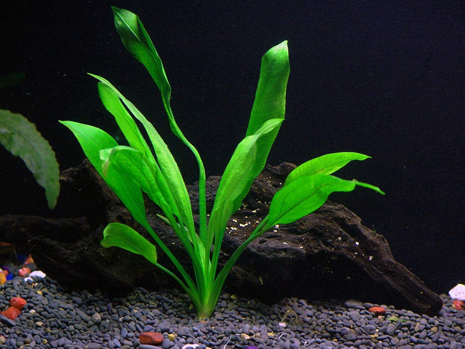 Easy red aquarium plants