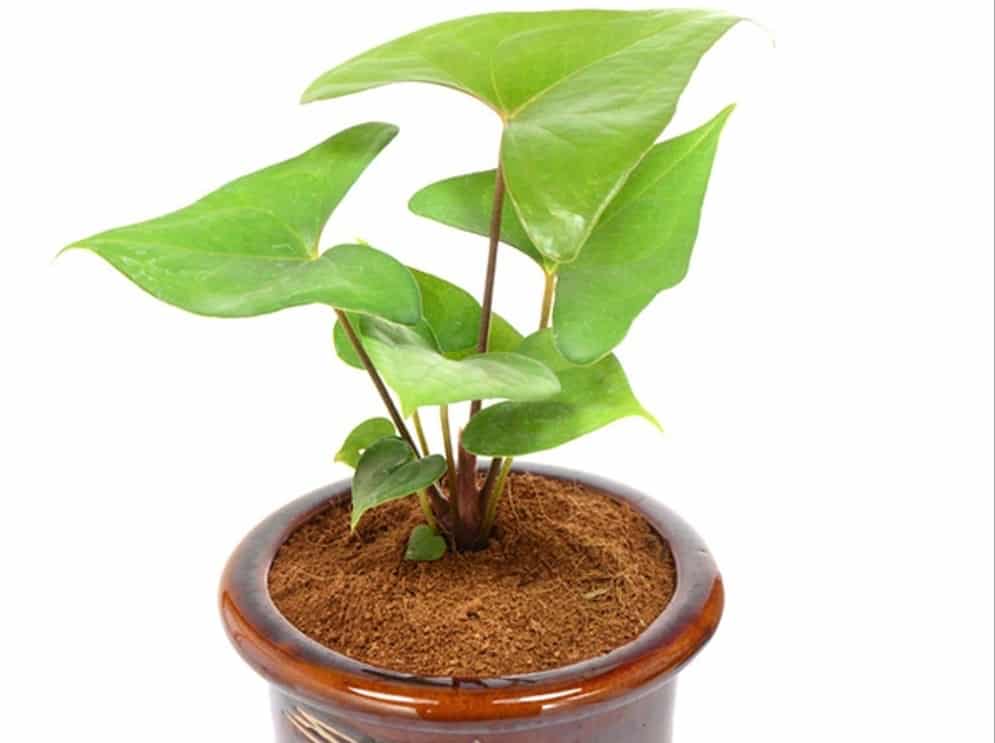 Anthurium bintang kejora - Thegorbalsla