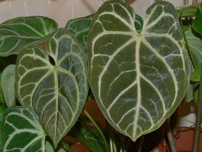 Get Gelombang Cinta Jenis Anthurium Jemani Pics