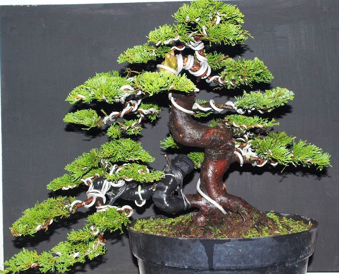 Bonsai Tanaman Cemara Thegorbalsla