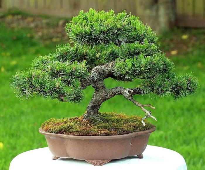 Bonsai Tanaman Pinus