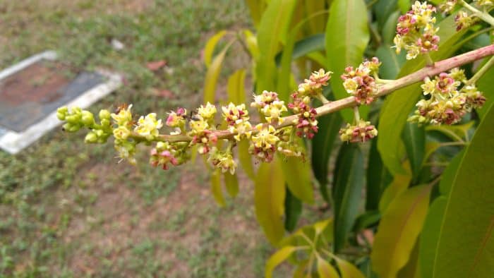 Bunga Tanaman Mangga