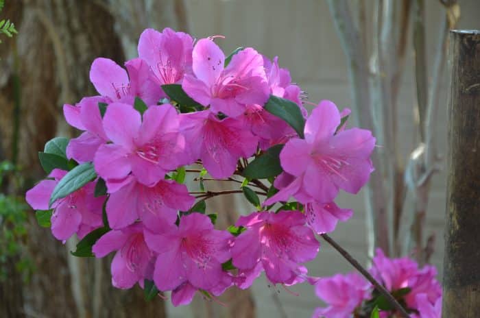 Bunga Azalea