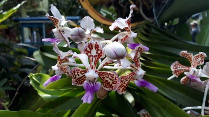 Bunga Dendrobium Rantii Orchids
