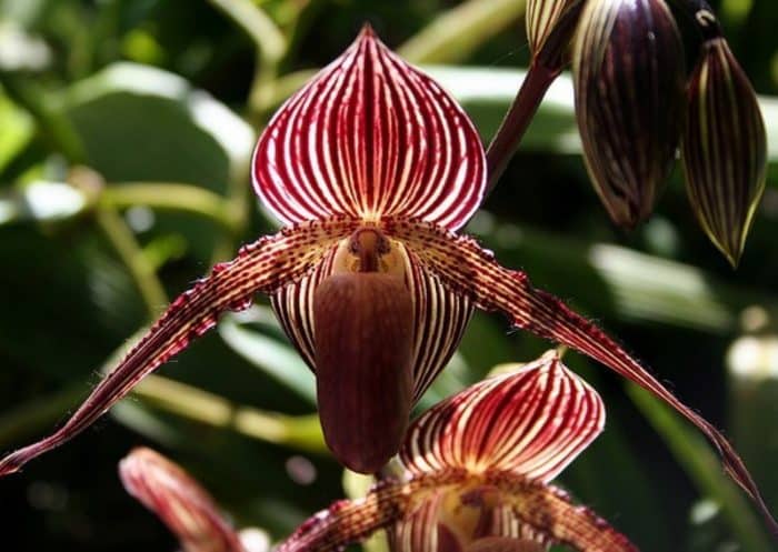 Bunga Gold Kinabalu Orchid