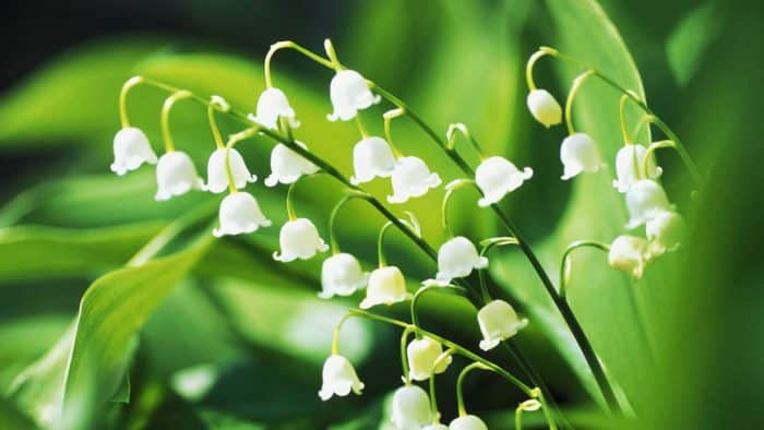 Bunga Lily of The Valley