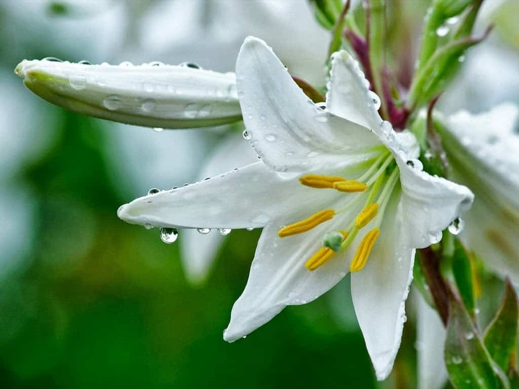  Bunga  Lily  Thegorbalsla