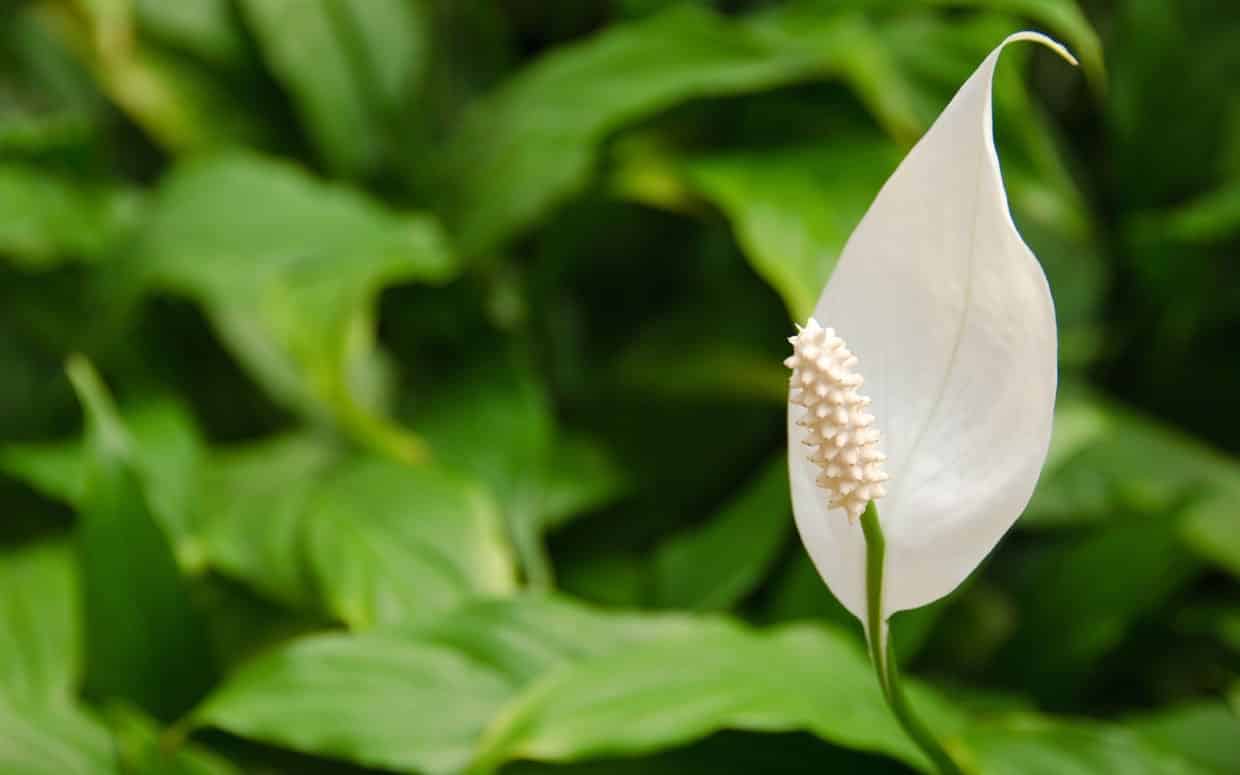  Bunga Peace Lily  Thegorbalsla