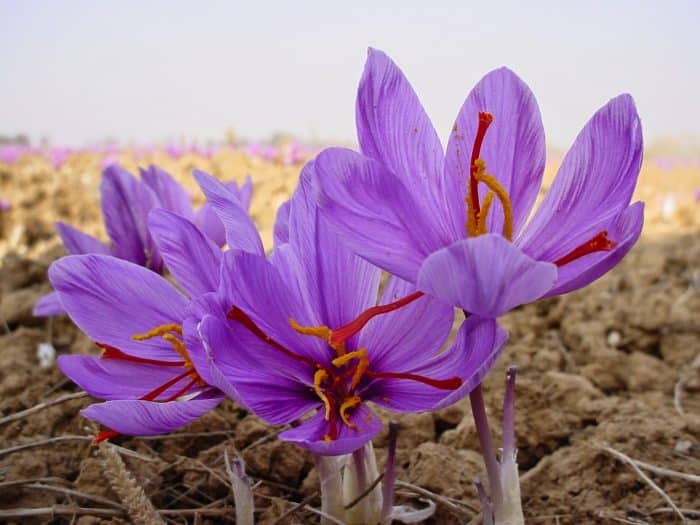 Bunga Saffron Crocus
