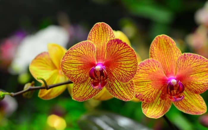 Bunga Shenzhen Nongke Orchids