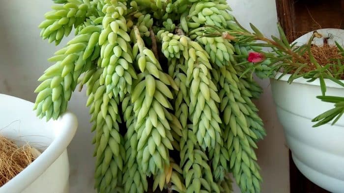 Burro's Tail (Kaktus Anggur)