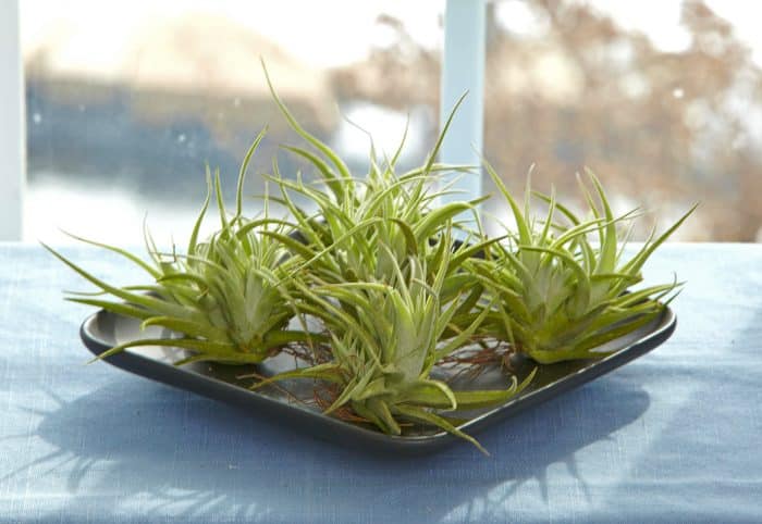 4. Cek toleransi tanaman terhadap panas jika memilih tanaman outdoor