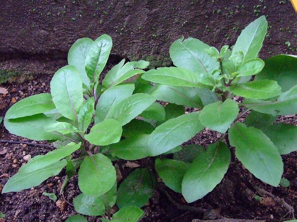 Джинура прокумбенс фото растение противопоказания к применению