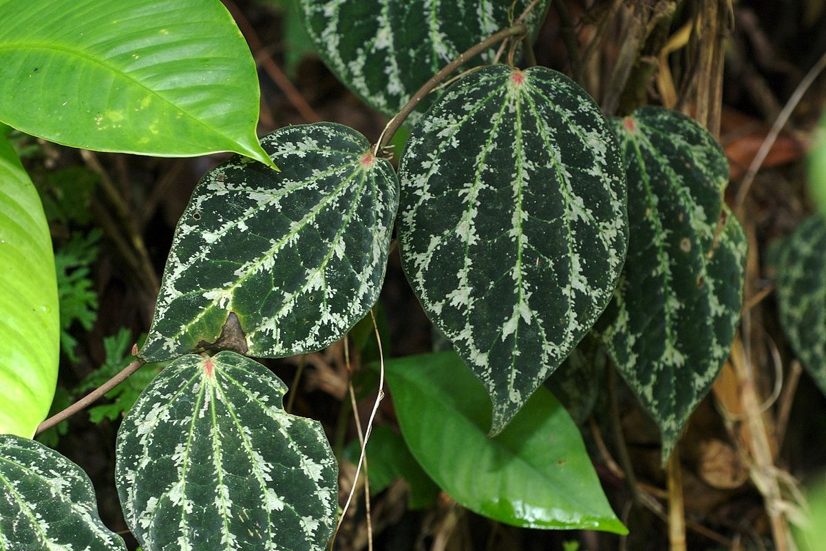 Daun Sirih Merah - Thegorbalsla